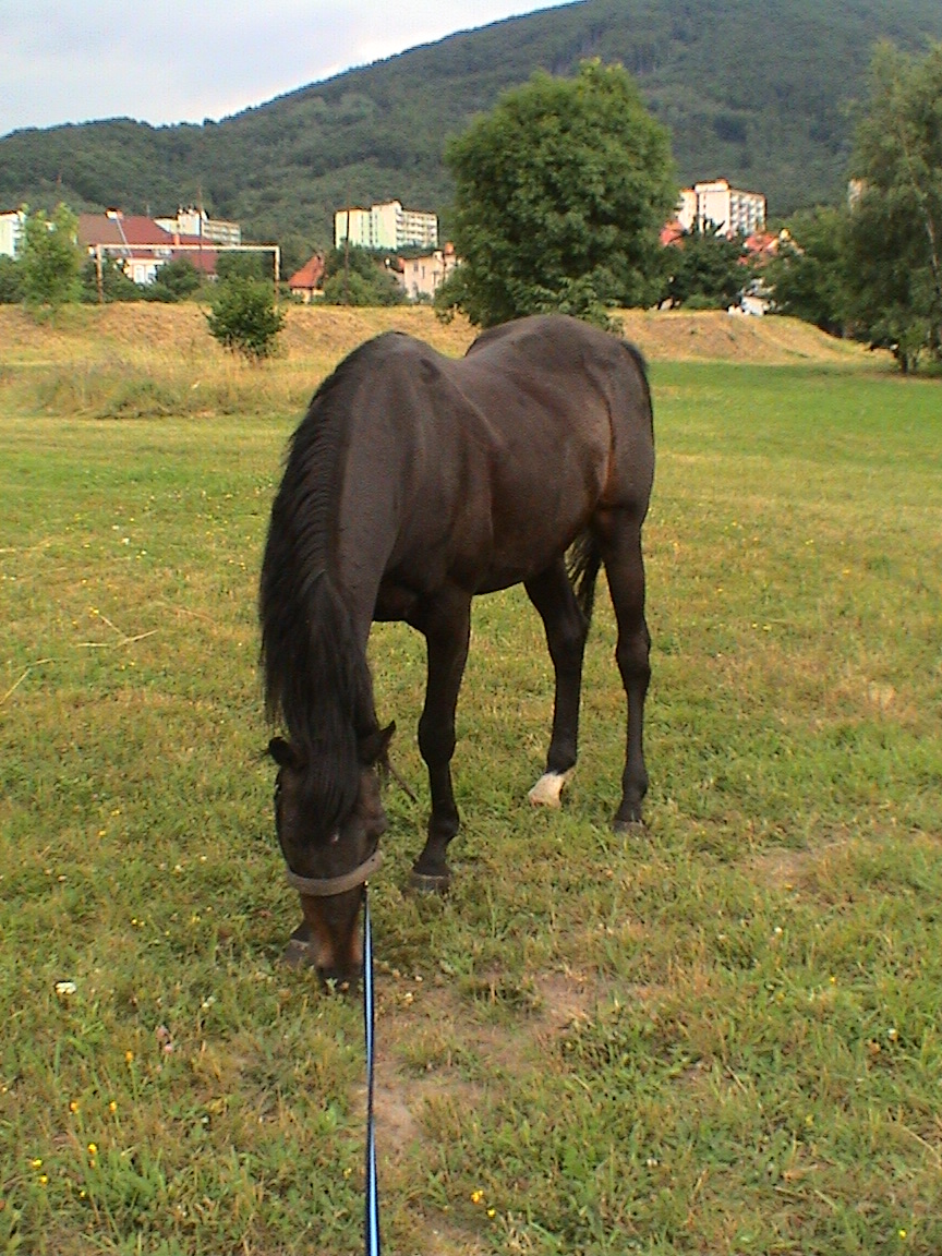 to je mňamka ta tráva  zelená 