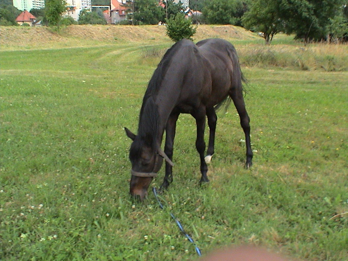 to je žrádlo 