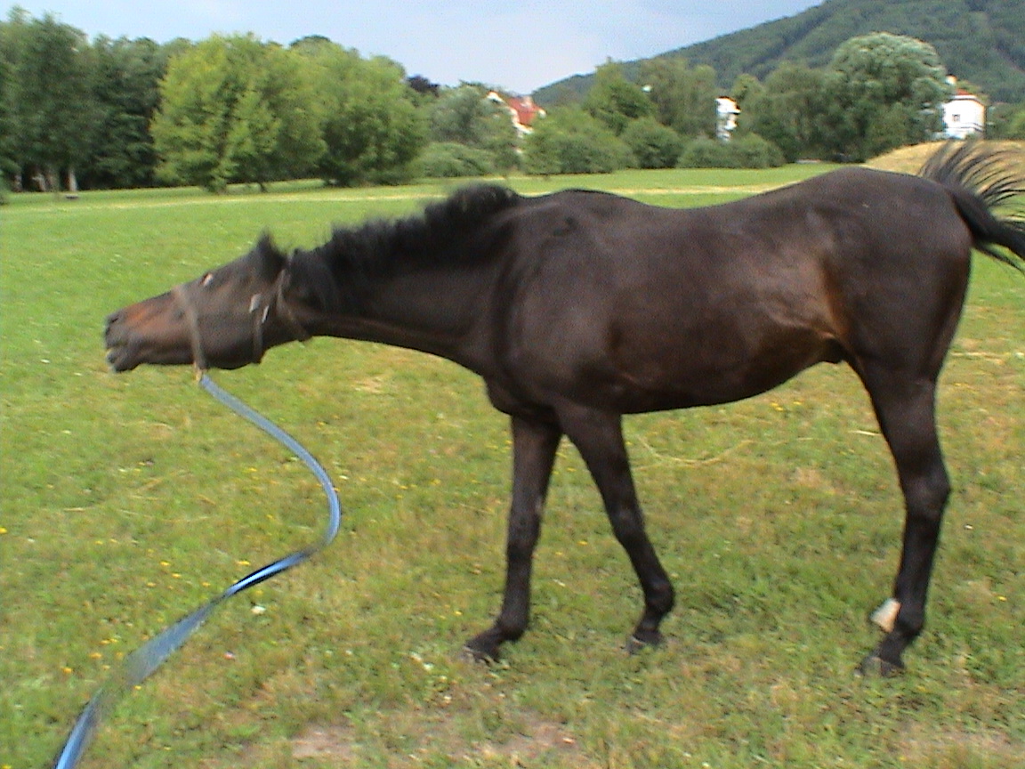 žjů ty mochy mě ale serou 